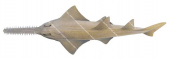 Sawfish,Pristis perotteti,High quality illustration by Roger Swainston