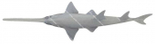 Narrow Sawfish,Anoxypristis cuspidata,High quality illustration by Roger Swainston