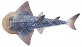 Immature Shark Ray,Rhina ancylostoma,Roger Swainston,Animafish