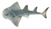 Shark Ray,Rhina ancylostoma,Roger Swainston,Animafish