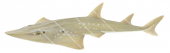 Swimming Whitespotted Guitarfish,Rhynchobatus australiae,Roger Swainston,Animafish