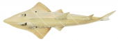 Whitespotted Guitarfish,Rhynchobatus australiae,Roger Swainston,Animafish