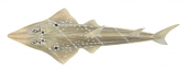 Eyebrow Wedgefish,Rhynchobatis palpelabratus,Roger Swainston,Animafish