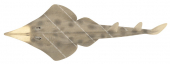 Eastern Shovelnose Ray,Aptychotrema rostrata,Roger Swainston,Animafish