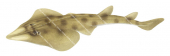 Swimming Western Shovelnose Ray,Aptychotrema vincentiana,Roger Swainston,Animafish