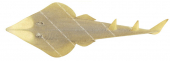 Giant Shovelnose Ray,Glaucostegus typus,Roger Swainston,Animafish
