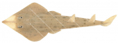Goldeneye Shovelnose Ray,Rhinobatos sainsburyi,Roger Swainston,Animafish