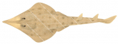 Spotted Shovelnose Ray-2,Aptychotrema timorensis,Roger Swainston,Animafish