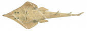 Spotted Shovelnose Ray-1,Aptychotrema timorensis,Roger Swainston,Animafish 