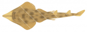 Western Shovelnose Ray,Aptychotrema vincentiana,Roger Swainston,Animafish