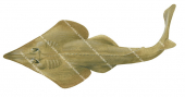 Yellow Shovelnose Ray,Aptychotrema sp,Roger Swainston,Animafish