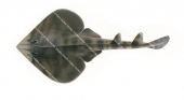 Banded Fiddler Ray,Zapteryx entemedor,Roger Swainston,Animafish