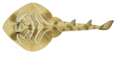 Eastern Fiddler Ray,Trygonorrhina fasciata,Roger Swainston,Animafish