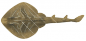 Southern Fiddler Ray,Trygonorrhina dumerilii,Roger Swainston,Animafish