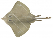 Grey Skate,Dipturus canutus,Scientific fish illustration by Roger Swainston