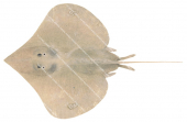 Eastern Leg Skate,Sinobatis filicauda,Scientific fish illustration by Roger Swainston