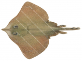 Longnose Skate,Dipturus confusus,Scientific fish illustration by Roger Swainston