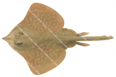 Sydney Skate,Dipturus australis,Scientific fish illustration by Roger Swainston