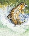 Leaping Brown Trout/Truite Fario,Salmo trutta|High quality freshwater fish image by R.Swainston