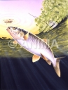 Chub/Chevesne chasing an insect underwater.Leuciscus cephalus.Underwater painting by Roger Swainston