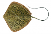 Honeycomb Ray,Himantura uarnak-High quality illustration by Roger Swainston