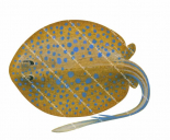 Bluespotted Fantail Ray,Taeniura lymma,High quality illustration by Roger Swainston