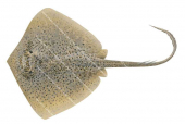 Speckled Maskray,Neotrygon picta,High quality illustration by Roger Swainston