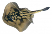 Banded Stingaree swimming,Urolophus cruciatus,High quality illustration by Roger Swainston