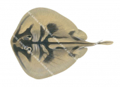Banded Stingaree,Urolophus cruciatus,High quality illustration by Roger Swainston