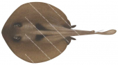 Striped Stingaree,Trygonoptera ovalis,High quality illustration by Roger Swainston