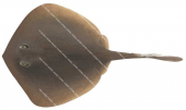 Common Stingaree,Trygonoptera testacea,High quality illustration by Roger Swainston