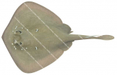 Sparsely Spotted Stingaree,Urolophus paucimaculatus,High quality illustration by Roger Swainston