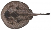 Spotted Stingaree,Urolophus gigas,High quality illustration by Roger Swainston