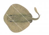 Western Shovelnose Stingaree-2,Trygonoptera mucosa,High quality illustration by Roger Swainston