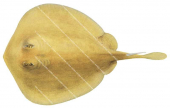 Yellowback Stingaree,Urolophus sufflavus,High quality illustration by Roger Swainston