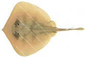 Brown Stingaree,Urolophus westraliensis,High quality illustration by Roger Swainston