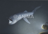 Megamouth Shark swimming in deepsea,Megachasma pelagios|High Res marine image by R.Swainston