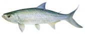 Oxeye Herring, swimming,Megalops cyprinoides,High quality illustration by Roger Swainston
