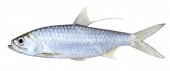 Oxeye Herring-3,Megalops cyprinoides,High quality illustration by Roger Swainston