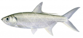 Oxeye Herring-4,Megalops cyprinoides,Scientific fish illustration by Roger Swainston