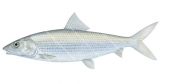 Pacific Bonefish,Albula neoguinaica,High quality illustration by Roger Swainston