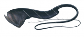 Gulper Eel,Saccopharynx ampullaceus,High quality illustration by Roger Swainston