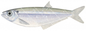 Yellowfin Herring,Pliosteostoma lutipinnis,High quality illustration by Roger Swainston