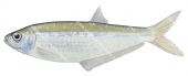 Longfin Herring,Tropical,Neoopisthopterus tropicus,High quality illustration by Roger Swainston