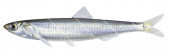 Australian Anchovy,Engraulis australis,High quality illustration by Roger Swainston