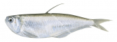Bareback Anchovy,Papuengraulis micropinna,High quality illustration by Roger Swainston