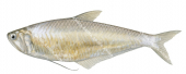 Common Hairfin Anchovy,Setipinna tenuifilis,High quality illustration by Roger Swainston