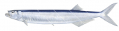 Wolf Herring,Chirocentrus dorab.Scientific fish illustration by Roger Swainston