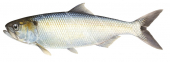 Allis Shad-2,Alosa fallax,Scientific fish illustration by Roger Swainston