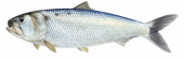 Allis Shad,Alosa alosa,Scientific fish illustration by Roger Swainston